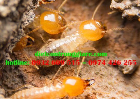 Tại sao cần kiểm tra mối?