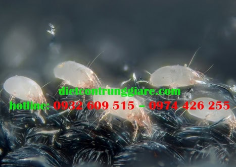 Cách thoát khỏi mạt bụi hiệu quả