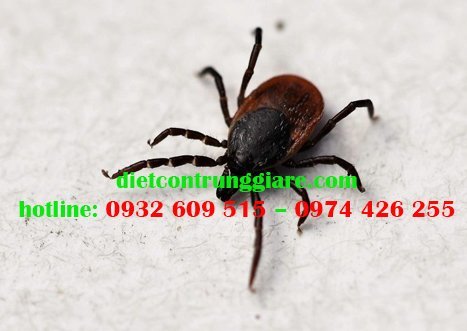 Vòng đời phát triển của ve chó