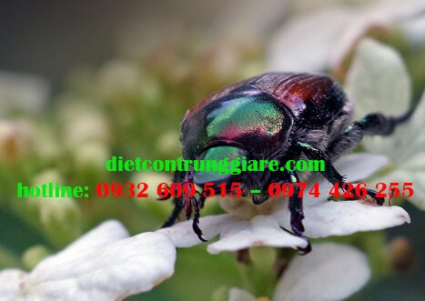 Bọ cánh cứng nhật bản ăn gì?