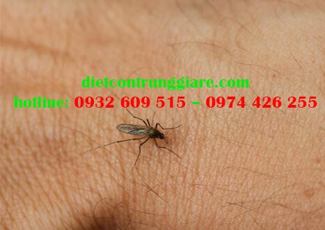 Phải làm gì khi bị muỗi đốt
