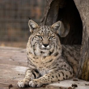 International Homeless Animals Day
