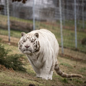 International Day of Animal Rights
