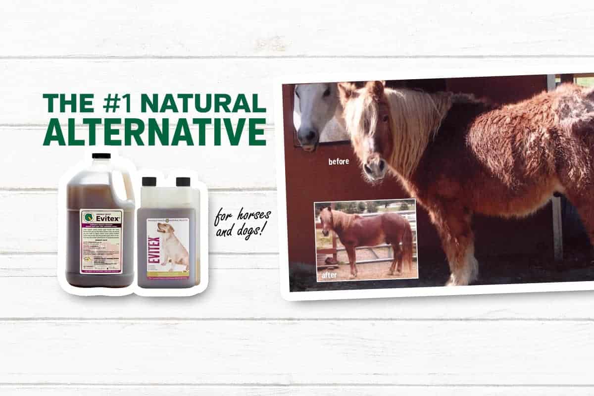 Emerald Valley Equine The Natural Alternative to Horse Health Care