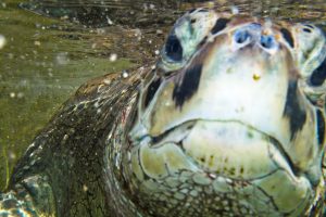 Cayman Islands – Experiencing the Globe