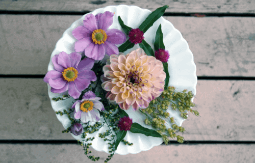 How to Press Flowers for Your Nature Journal Field Guide