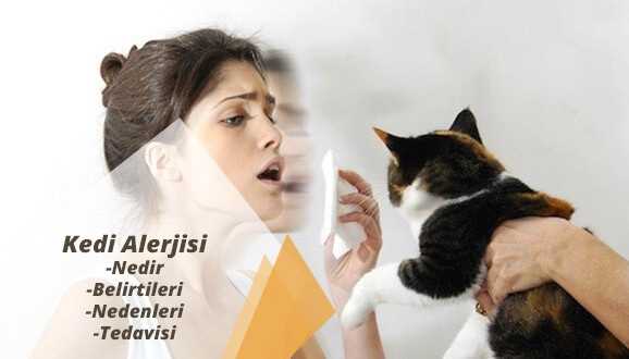 Kedi Alerjisi