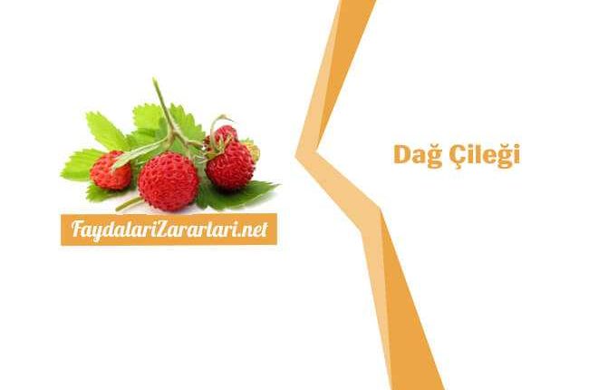 Dağ Çileği Faydası