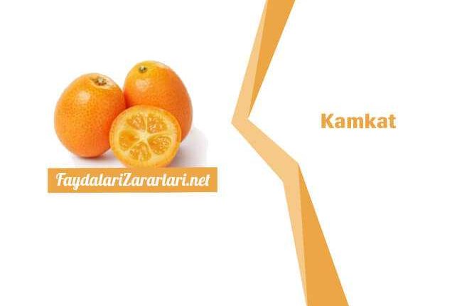 Kamkat fayfası