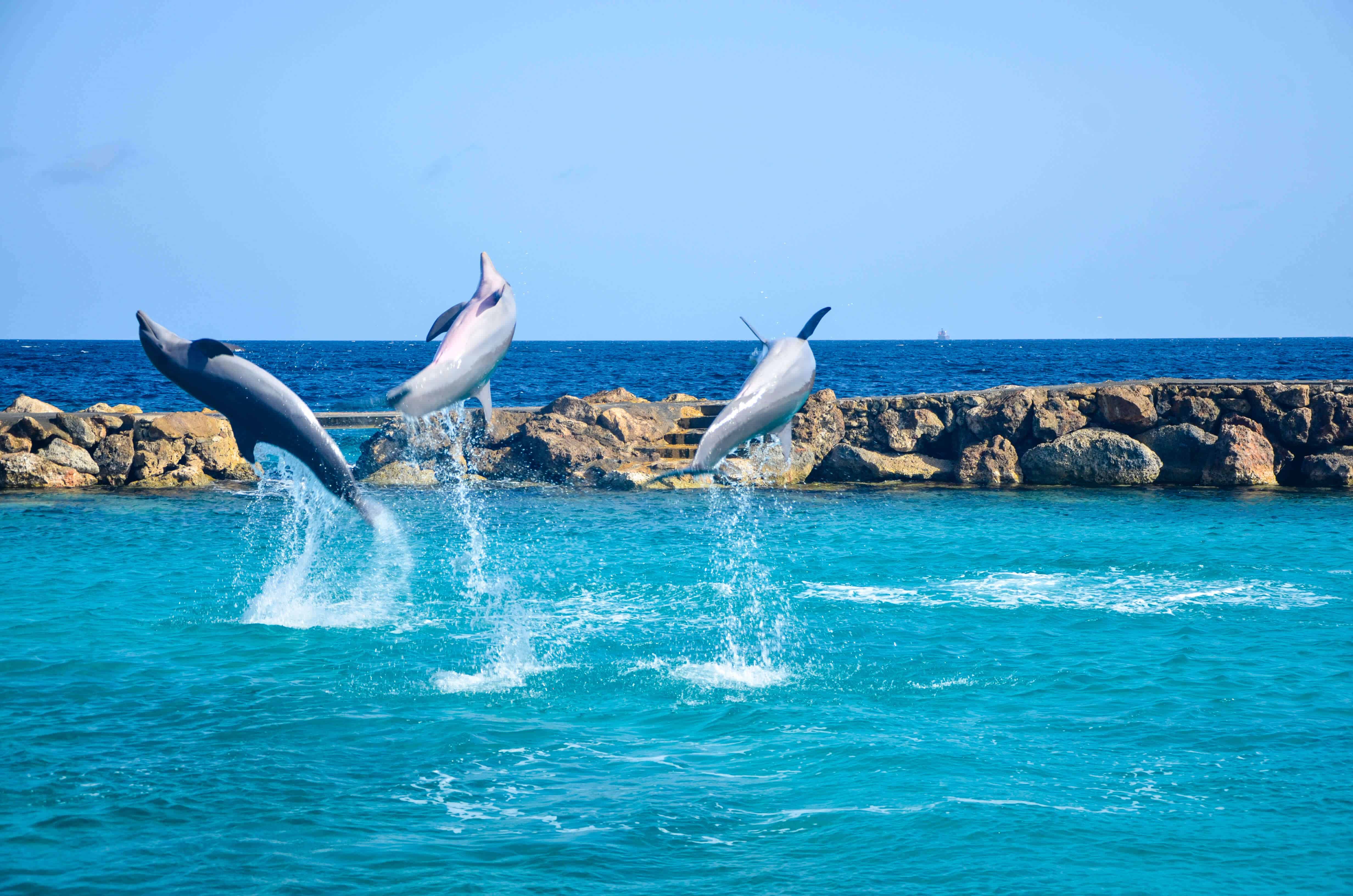 Curacao Sea Aquarium Fendaux