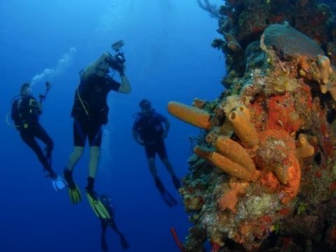 Military Veterans Are Helping To Save Coral Reefs By Combating Climate Change