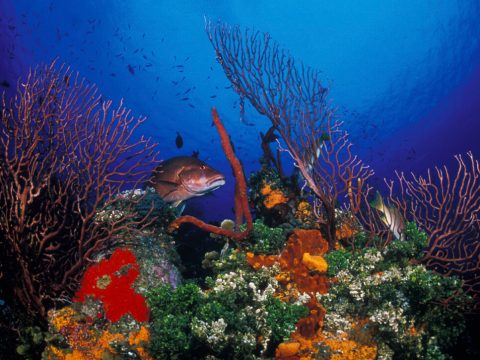 Scuba Diving: Opportunities for Veterans