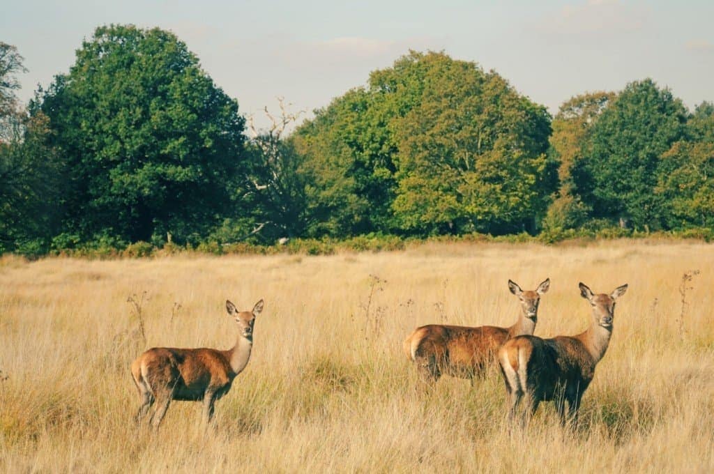 Richmond Park London