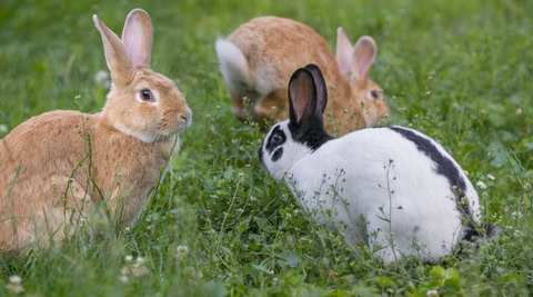 Premium Rabbit Pellets For Show and Pet and Meat 20 Pounds FREE SHIPPING!!