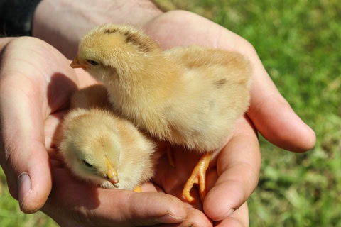 SALE!!! Original Chick Starter Mash 50 Pounds FREE SHIPPING!! - H and H