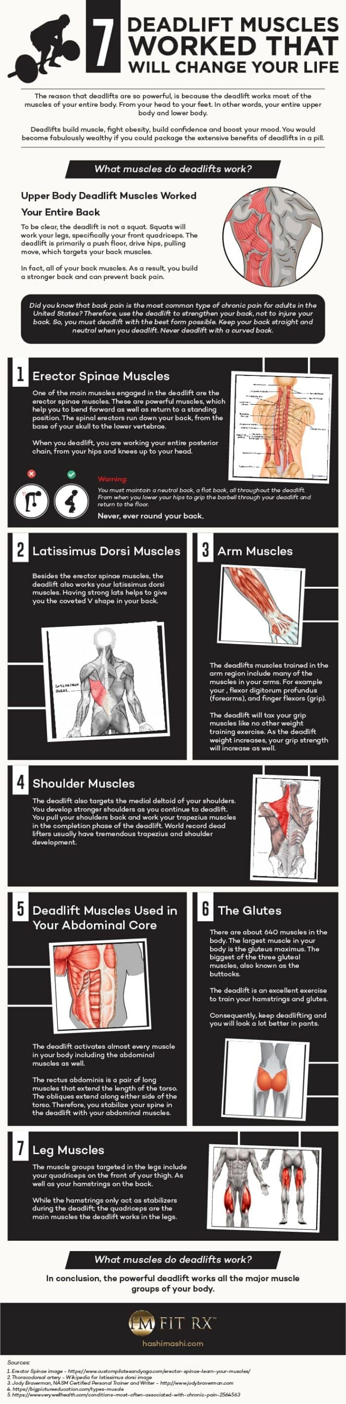 what muscle groups do deadlifts work infographic credit hashimashi.com
