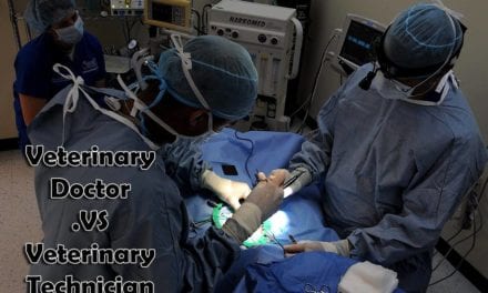 Veterinary Doctor VS. Veterinary Technician