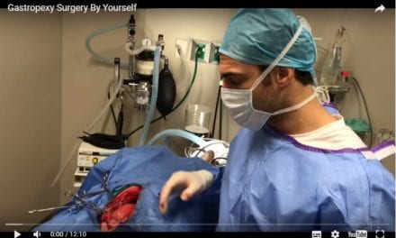 Gastropexy Surgery By Dr. Evan Antin