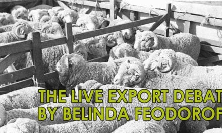 The Live Export Debate by Belinda Feodoroff