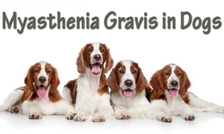 Myasthenia Gravis in Dogs