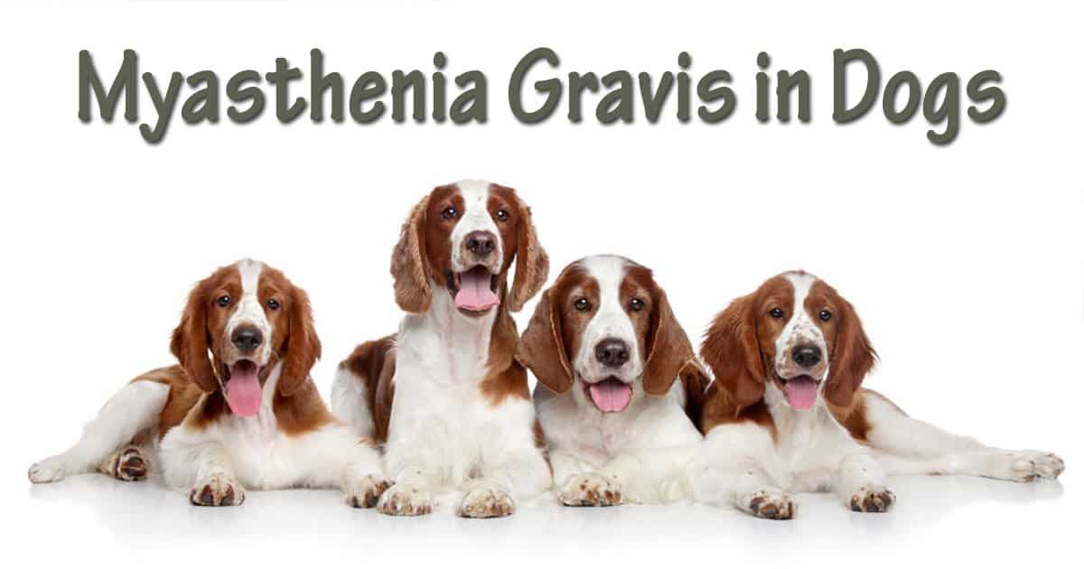 myasthenia-gravis-in-dogs-i-love-veterinary