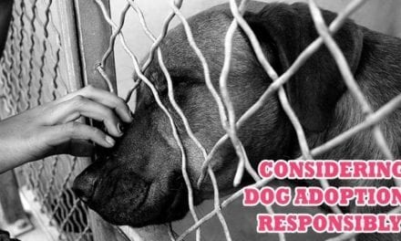 Considering Dog Adoption Responsibly