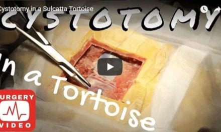 Cystotomy in a Sulcatta Tortoise Video by Dr. Evan Antin