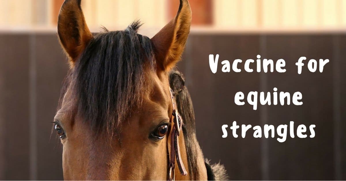 Vaccine for equine strangles I Love Veterinary