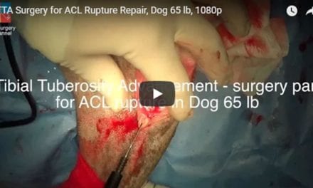 TTA Surgery for ACL Rupture Repair, Dog 65 lb Video by Vet Surgery Channel