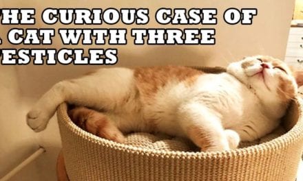 The Curious Case of a Cat with Three Testicles told by the owner – Mirela Mlinarec