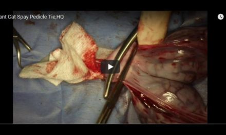 Pregnant Cat Spay – Pedicle Tie Video by The Vet Surgery Channel