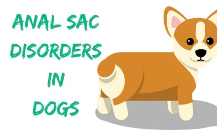 Anal Sac Disorders in Dogs
