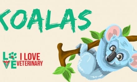 Koalas