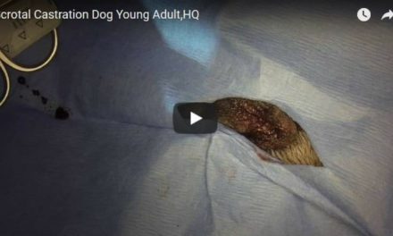 Scrotal Castration Dog Young Adult – Video By Vet Surgery Channel