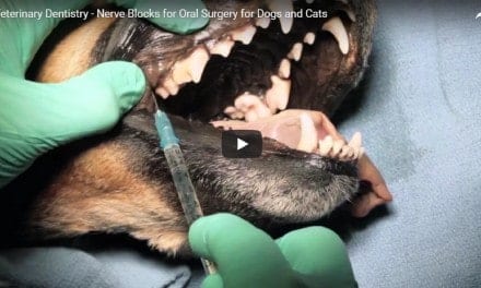 Nerve Blocks for Oral Surgery for Dogs and Cats – Video by Dr. Brett Beckman