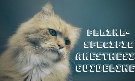 Feline-specific anesthesia guidelines