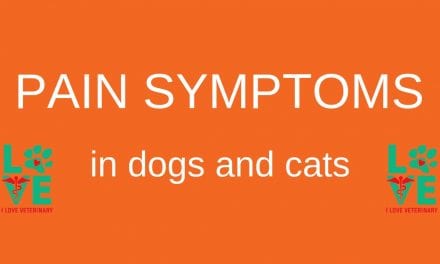 Pain Symptoms in Dogs and Cats
