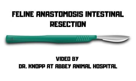 Feline Intestinal Anastomosis Resection – Video by Dr. Knopp at Abbey Animal Hospital