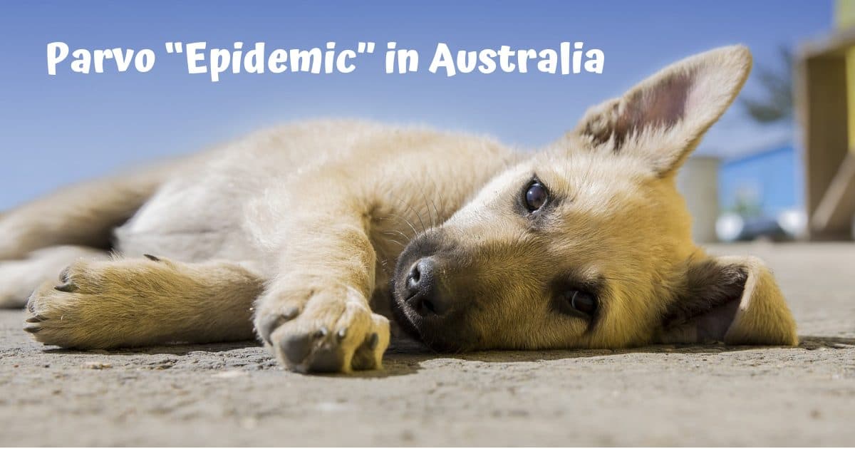 Parvo Epidemic In Australia I Love Veterinary   Parvo “Epidemic” In Australia 