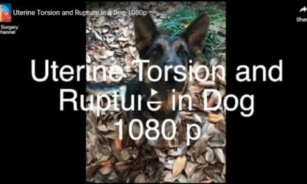 Uterine Torsion and Rupture in a Dog – Video by Vet Surgery Channel