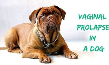 Vaginal Prolapse in a Dog – Veterinary Surgery Video