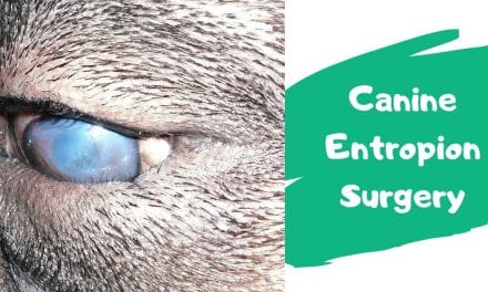 Canine Entropion Surgery Video
