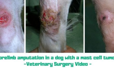 Forelimb amputation in a dog with a mast cell tumor -Veterinary Surgery Video