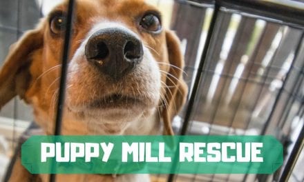 Puppy Mill Rescue