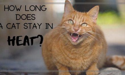 How long does a cat stay in heat?