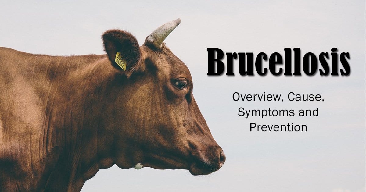 Brucellosis Overview, Cause, Symptoms and Prevention I Love Veterinary