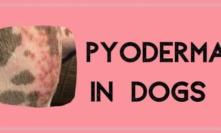 Pyoderma in Dogs – Symptoms, Causes, Diagnosis & Treatment