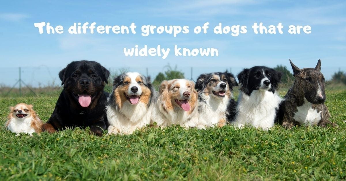 The different groups of dogs that are widely known I Love Veterinary