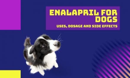 Enalapril for Dogs: Uses, Dosage and Side Effects