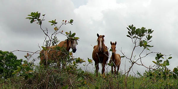 Brasilien Pferde Retreat Brasilien Pferde Retreat